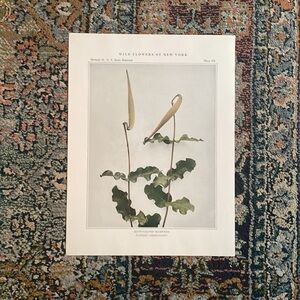🖤 5/$25 Antique Botanical Plant Print Original over 100 years old Vintage Art